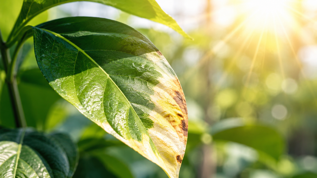 Close-up of a plant leaf showing sunburn symptoms including bleaching and pale patches from excess light exposure