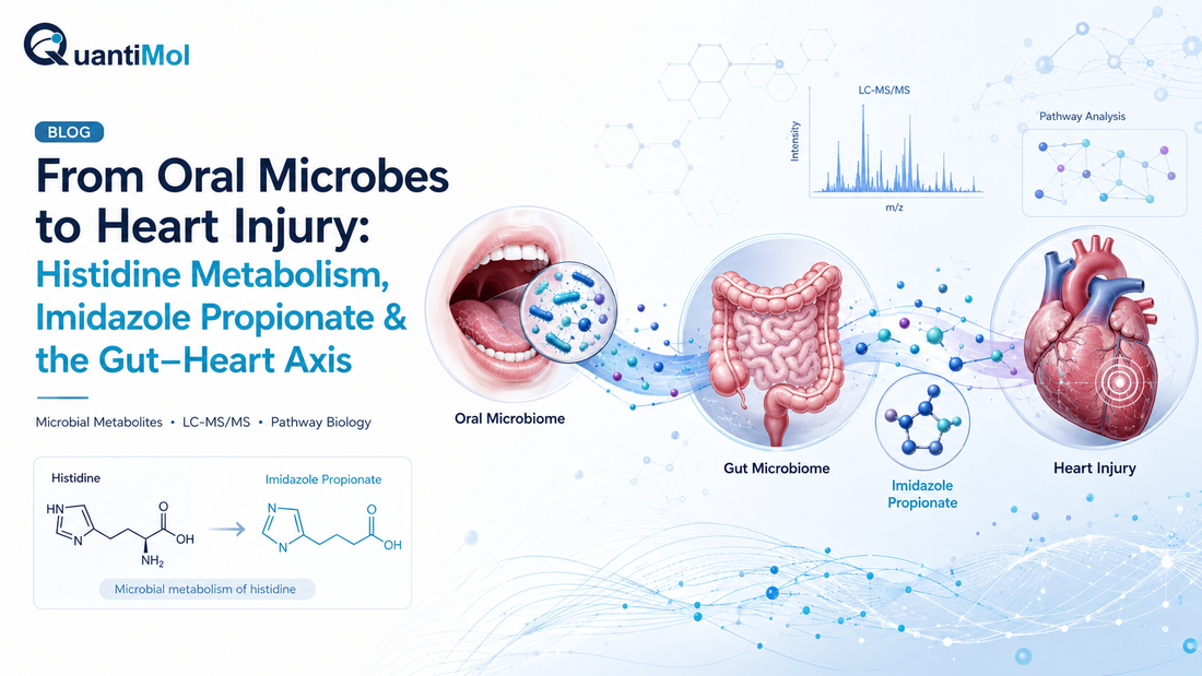 From Oral Microbes to Heart Injury: Histidine Metabolism, Imidazole Propionate & the Gut–Heart Axis